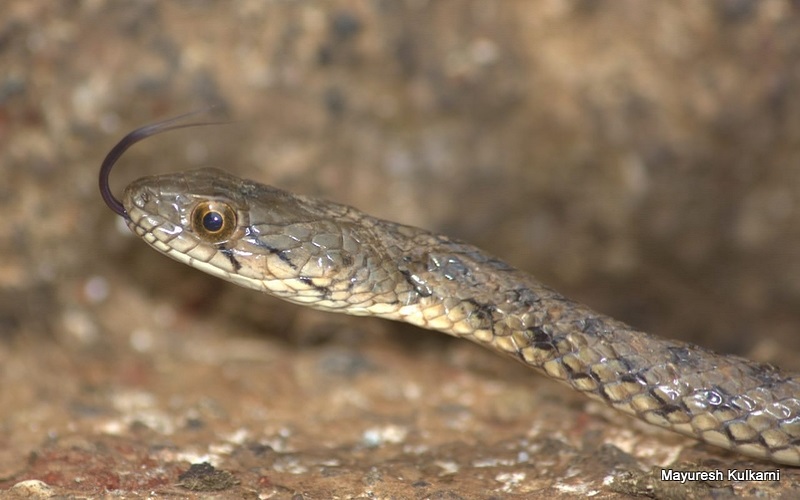 Checkered Keelback